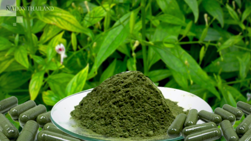Thailand Izinkan Obat Herbal Ini untuk Obati Covid-19